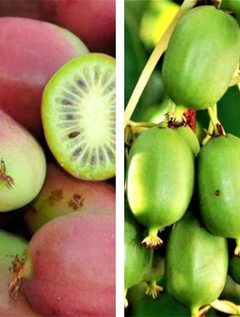 Zestaw Mini Kiwi – Ananasnaya żeńska i Weiki męska