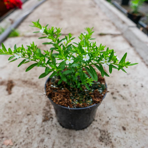 Kufea hyzopolistna biała Mirt SADZONKA Zimozielona