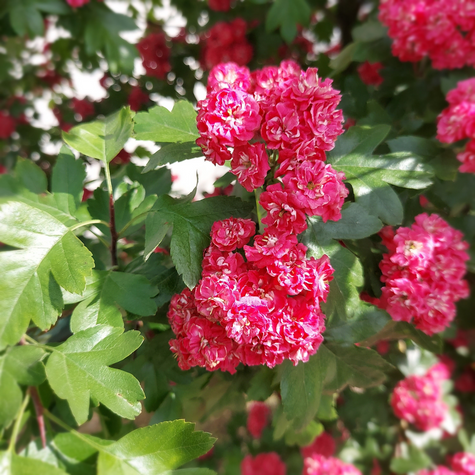 Głóg Dwuszyjkowy Paul's Scarlet Szczepiony Na Pniu