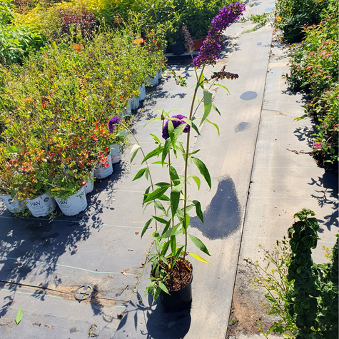 Budleja Dawida Border Beauty (C2)