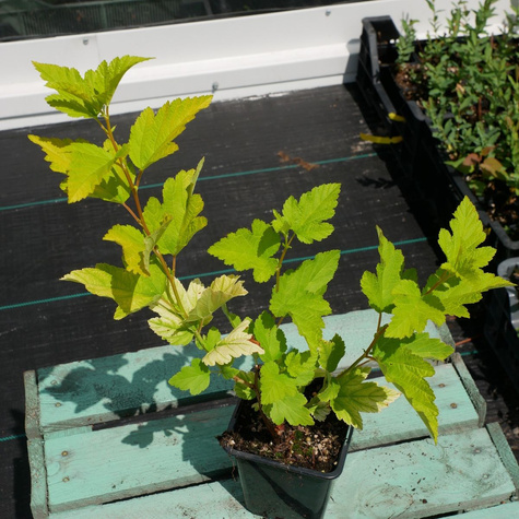 Pęcherznica kalinolistna Angel Gold (P9)