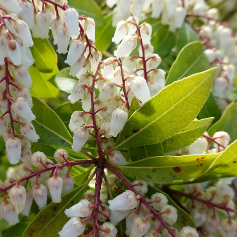 Pieris japoński Prelude (C2)