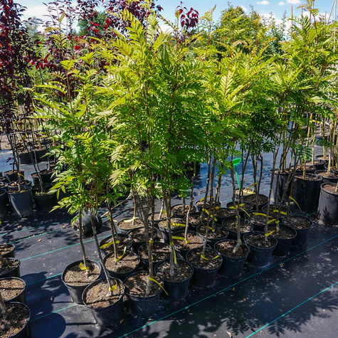 Jarząb kolumnowy żółtoowocowy (C2)