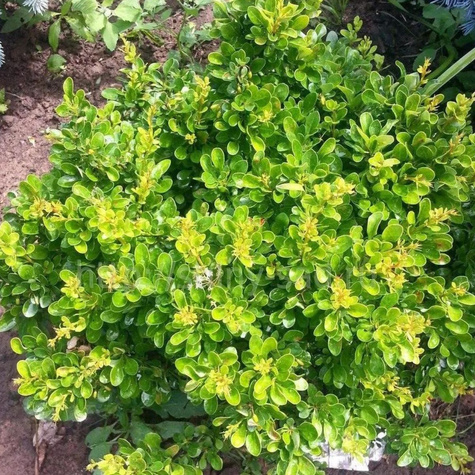 Berberys thunberga Kobold (P9)