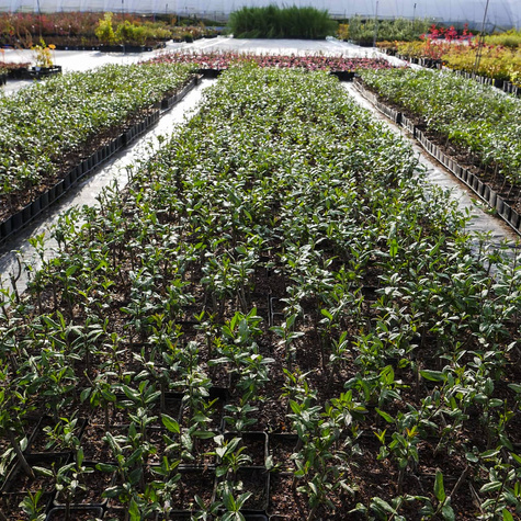 Ligustr Liguster pospolity Miododajny (P9)