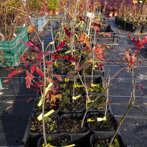 Dąb burgundzki frędzelkowy Wiatrochron (C2)