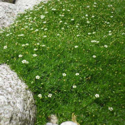 Karmnik ościsty Green (C2)