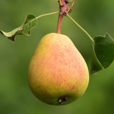 Grusza Klapsa Faworytka w doniczce