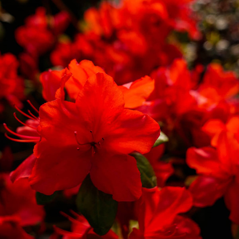 Azalia ciemno-czerwona Krwista (C2)