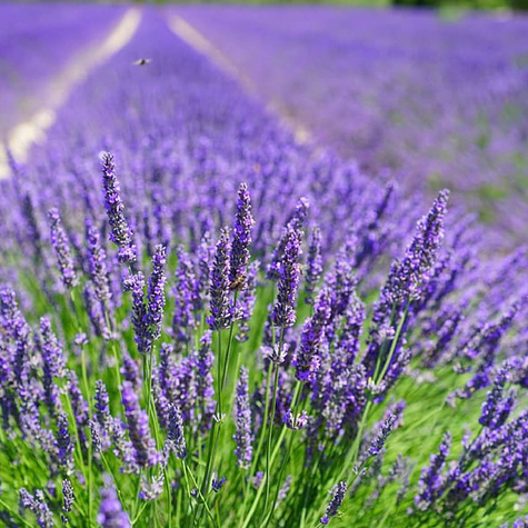 Lawenda wąskolistna lekarska Dwarf Blue (C2)