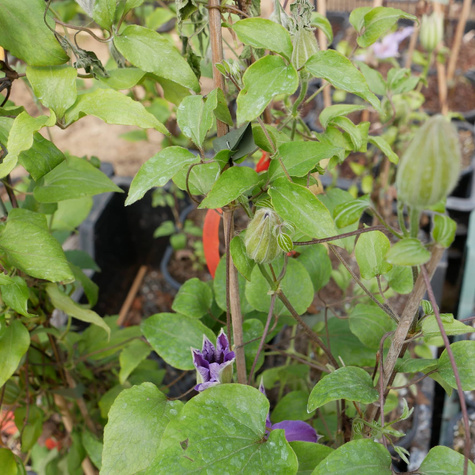 Powojnik Clematis wielkokwiatowy Dzieci Warszawy