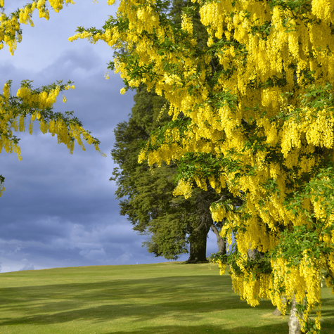 Złotokap pospolity (C2)