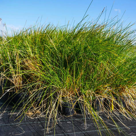 Turzyca palmowa (C2)