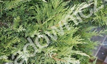 Jałowiec wirginijski 'Tripartita'