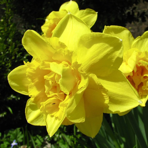 Narcyz botaniczny Golden Delicious