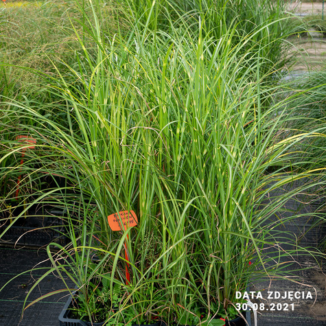 Miscanthus sinennsis Miskant chiński 'Pünktchen'
