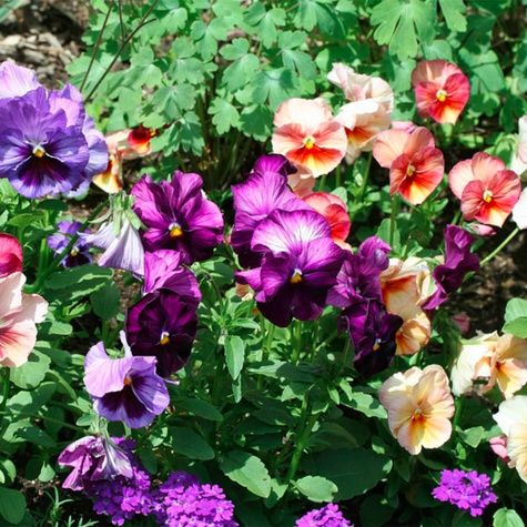 Bratek Fiołek ogrodowy szwajcarski Cats 10szt mieszanka