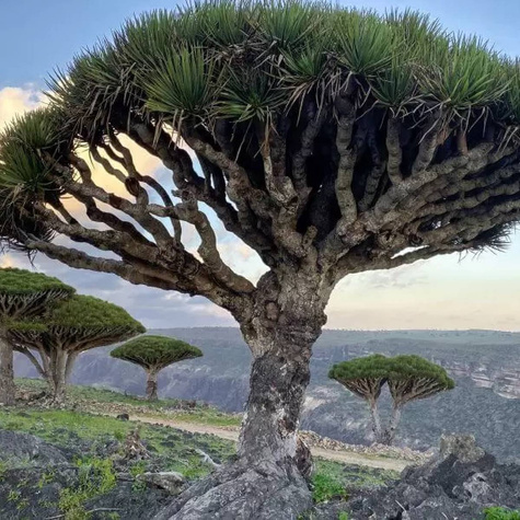 Dracena Smocza 5szt nasion ToRaf