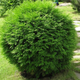 Thuja Tuja Żywotnik zachodni Globosa (C2)