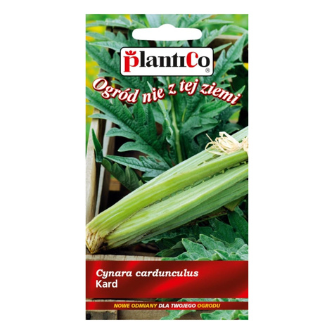 Kard Karczoch Hiszpański Bianco avorio 1g