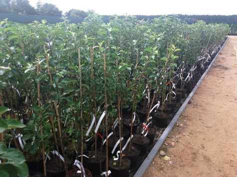 Czereśnia SAMOPŁODNA Staccato w doniczce (C2)