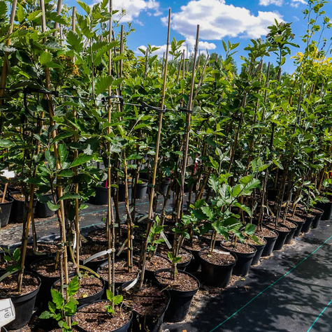 Jarząb szwedzki Brouwes