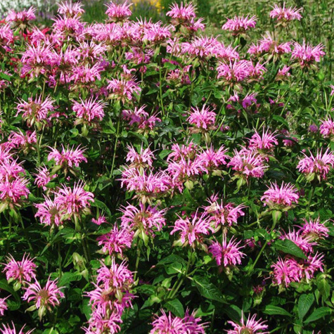 Pysznogłówka ogrodowa Croftway Pink (C2)