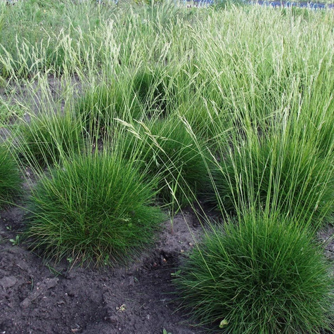 Kostrzewa Gautieria (P9)