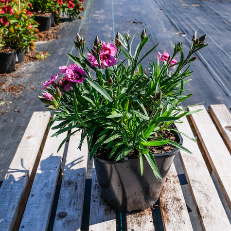 Goździk ogrodowy Pink Eyes (C2)