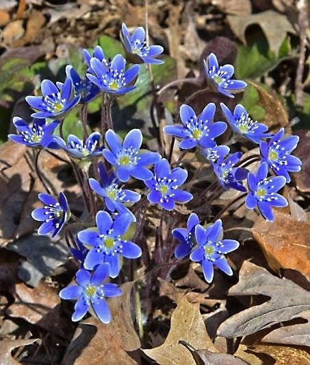 Przylaszczka pospolita (C2)