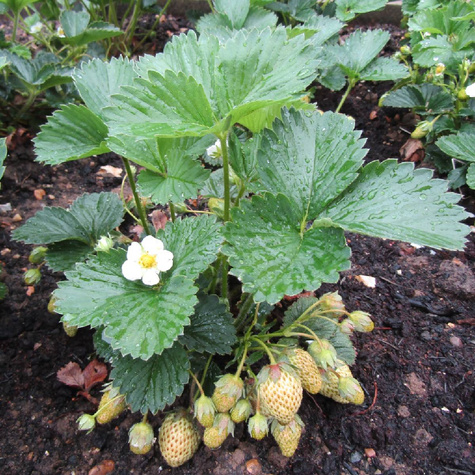 Truskawka HOLY śr. wczesna sadzonki truskawek Frigo POLSKA ODMIANA 10 szt