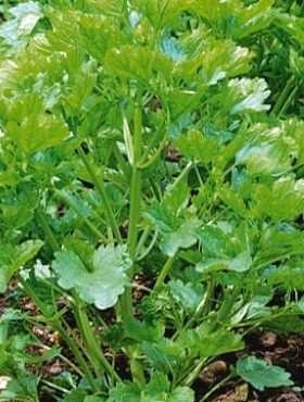 Pietruszka naciowa Gigante di Nap (C2)