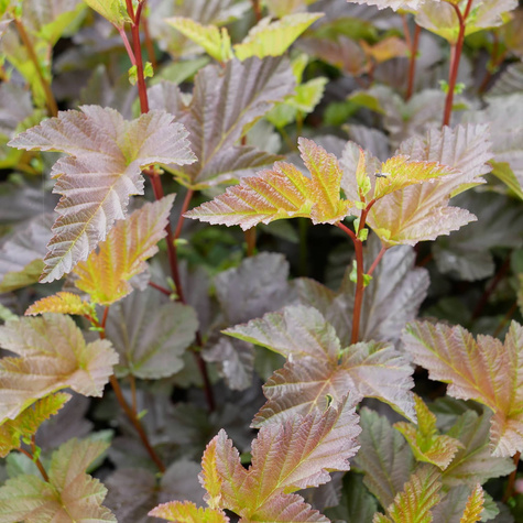 Pęcherznica kalinolistna Zdechovice (C2)