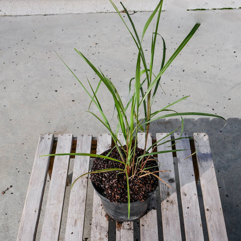 Miskant kwiecisty Jubilaris