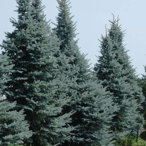 Świerk kłujący Kaibab (P9)