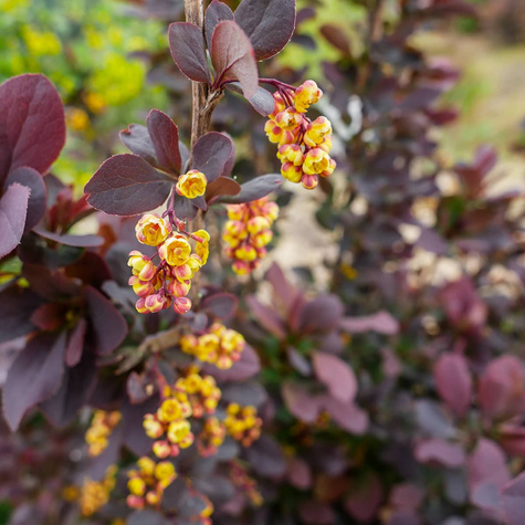 Berberys Thunberga Atropurpurea (C2)