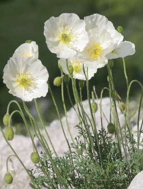 Mak alpejski zestaw kolorów 0,1g