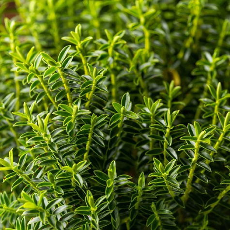 Hebe Green Globe (C2)