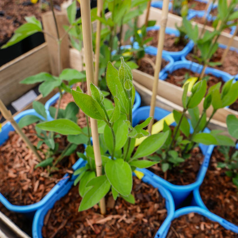 Powojnik Clematis bylinowy Arabella