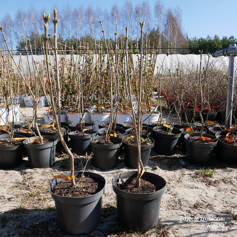 Lilak Pospolity Beauty of Moscow Krasavitsa Moskvy (C2)