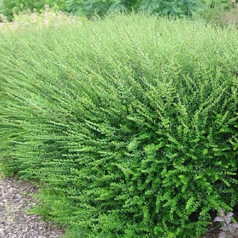 Suchodrzew lśniący mirtolistny 'Hohenheimer Findling' (C2)