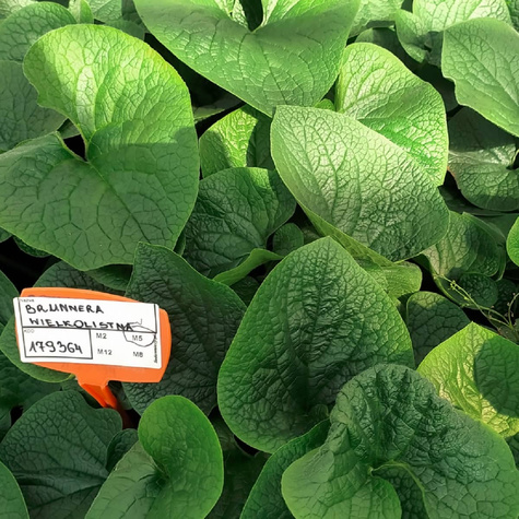 Brunnera wielkolistna
