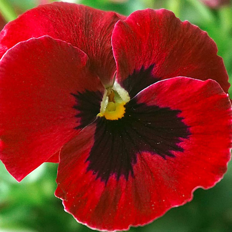 Bratek ogrodowy wielkokwiatowy Szwajcarski Abendglut 0,5g