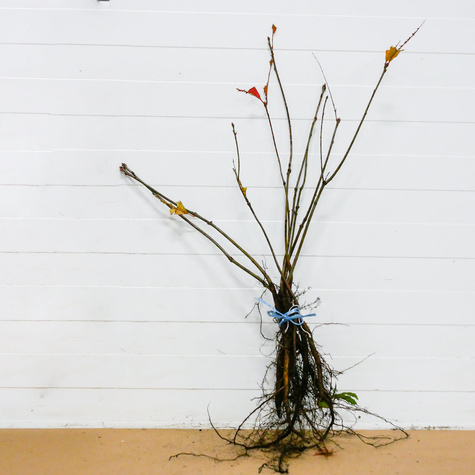 Dąb czerwony Plant Pack