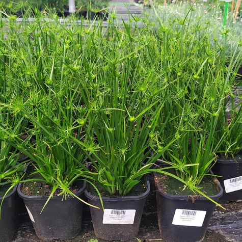 Papirus cibora Cedric