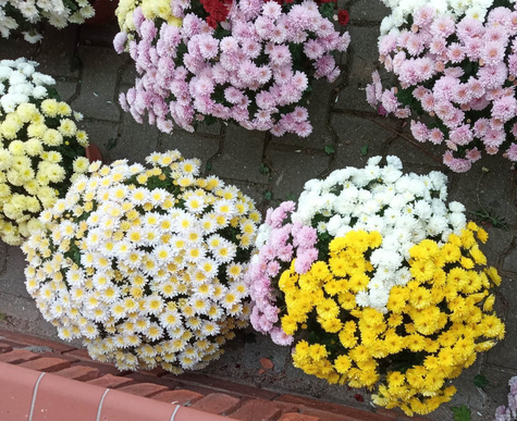 Chryzantema drobnokwiatowa cytrynowa DUŻA DONICA