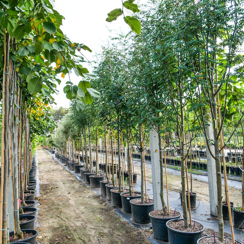 Jarząb turyński (obw.6-8 cm H200/300)