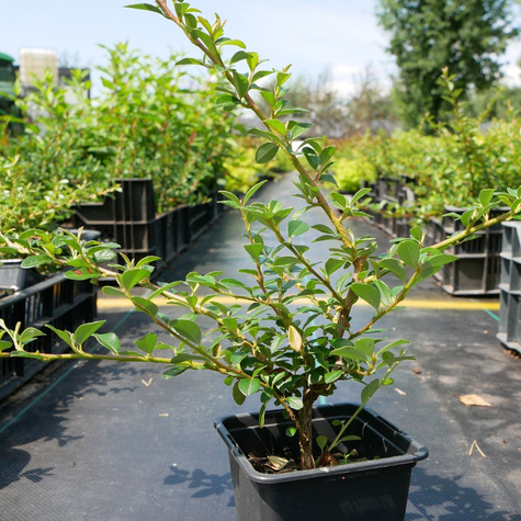 Irga Ursynów mioododajna (P9)