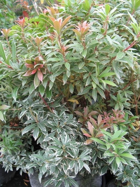 Złotlin japoński Picta (P9)