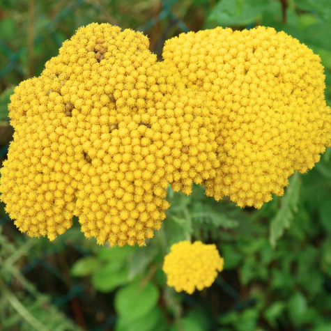 Krwawnik Wiązówkowaty Parker's Variety (C2)